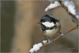 <p>SÝKORA UHELNÍČEK (Periparus ater) /Coal tit - Tannenmeise/</p>